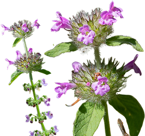 Clinopodium Chinese