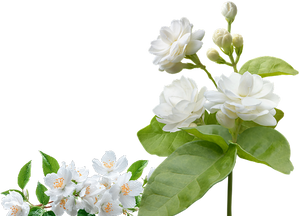 Jasmine